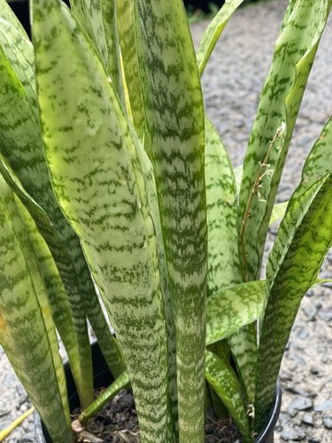Rooted snake plants - 5,