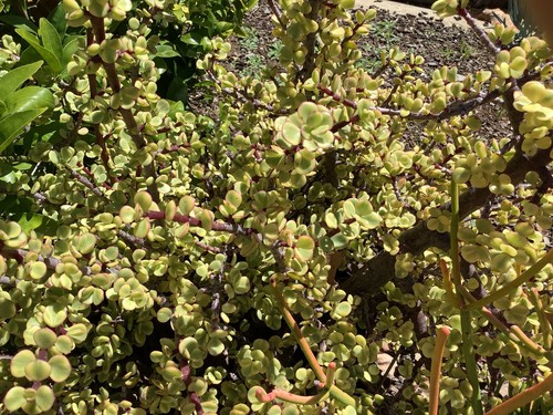 Portulacaria afra variegated